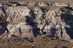 Jasper Forest Landscape