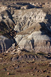 Jasper Forest Landscape