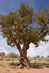Ancient Tree
