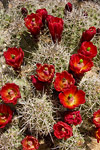 Cactus Flowers