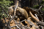 Black Bear near Half Dome