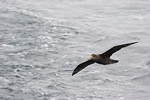 Giant Petrel