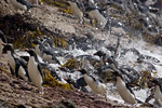 Rockhopper Penguins