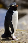 Rockhopper Penguin