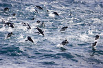 Rockhopper Penguins