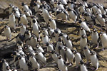 Rockhopper Penguins