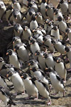 Rockhopper Penguins