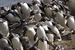 Rockhopper Penguins