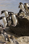 Rockhopper Penguins