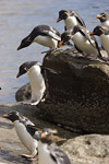 Rockhopper Penguins