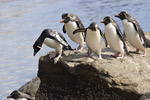 Rockhopper Penguins