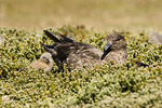 Falklands Skua and Chick