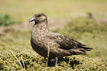 Falklands Skua