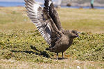 Falklands Skua