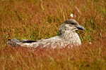 Falklands Skua