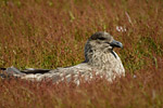 Falklands Skua