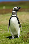 Magellanic Penguin