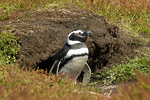 Magellanic Penguin