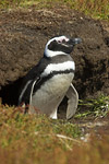 Magellanic Penguin