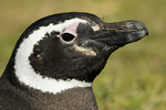 Magellanic Penguin