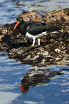 Magellanic Oystercatcher