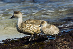 Crested Duck and Chick