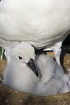 Black-Browed Albatross Chick