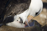 Black-Browed Albatross and Chick