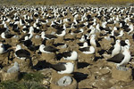 Black-Browed Albatross Colony