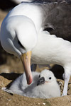 Black-Browed Albatross and Chick