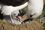 Black-Browed Albatross and Chick