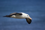 Black-Browed Albatross