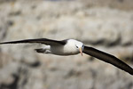 Black-Browed Albatross
