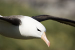 Black-Browed Albatross