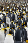 King Penguins