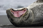 Leopard Seal