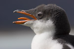 Gentoo Penguin Chick