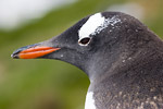 Gentoo Penguin