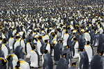 King Penguin Colony