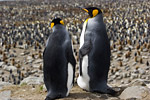 King Penguins