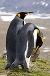 King Penguins