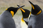 King Penguins