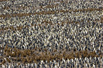 King Penguin Colony