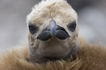 King Penguin Chick