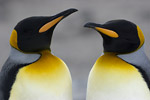 King Penguins