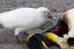 Sheathbill