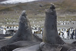 Elephant Seals