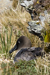 Light-Mantled Sooty Albatross