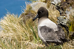 Light-Mantled Sooty Albatross