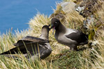 Light-Mantled Sooty Albatross